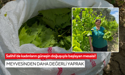 Salihli’de kadınların güneşin doğuşuyla başlayan mesaisi! Meyvesinden daha değerli yaprak