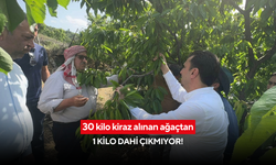 Don nedeniyle kiraz ağaçları neredeyse boş kaldı!