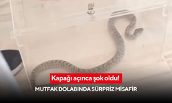 Kapağı açınca şok oldu! Mutfak dolabında sürpriz misafir