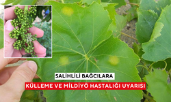 Salihlili bağcılara külleme ve mildiyö hastalığı uyarısı