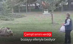 Çemşit ismini verdiği bozayıyı elleriyle besledi