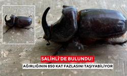 Dünyanın en güçlü böceği Salihli’de görüldü