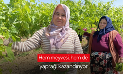 Hem meyvesi, hem de yaprağı kazandırıyor