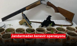 Jandarmadan kenevir operasyonu