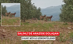 Salihli’nin Kurttutan Mahallesi'nde 'kurt' görüntülendi