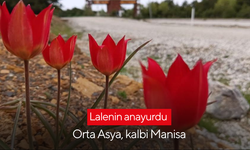 Lalenin anayurdu Orta Asya, kalbi Manisa