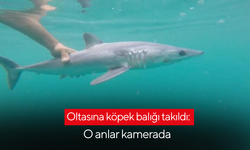Oltasına köpek balığı takıldı: O anlar kamerada