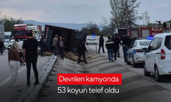 Devrilen kamyonda onlarca koyun telef oldu