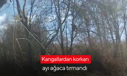 Kangallardan korkan ayı ağaca tırmandı