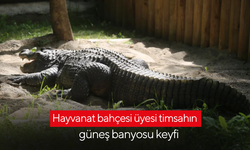 Hayvanat bahçesi üyesi timsahın güneş banyosu keyfi