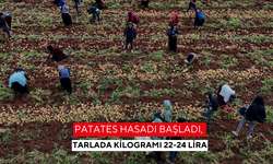 Patates hasadı başladı, tarlada kilogramı 22-24 lira