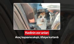 Nefes kesen kurtarma... Kapıya sıkışan kedi sağ salim çıkarıldı