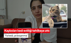Kocası 'Kediye bir şey olursa boşarım' dedi... Kedisini bulana 15 bin lira ödül!