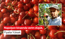 Kiraz üreticisini don vurdu, fiyatlar teselli oldu