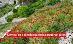 Demirci kırmızıya büründü... Gelincik tarlalarında büyüleyici manzara!