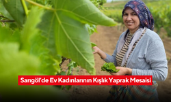'Topladığın yaprak senin olsun' dönemiyle kadınlara ek gelir