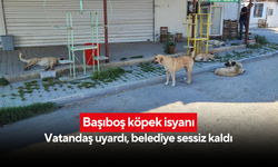 Sokaklar başıboş köpeklerle dolu, vatandaş uyardı, belediye sessiz kaldı...