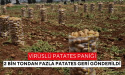 Virüslü patates skandalı! | İki farklı virüs tespit edilen 2 bin tondan fazla Türkiye'den geri gönderildi