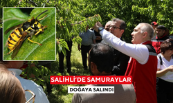 Salihli’de 3 bin ‘Samuray Arıcığı’ doğaya salındı