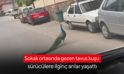 Sokak ortasında gezen tavus kuşunu gören telefona sarıldı