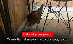 Bu tavuk yürek yemiş!  Yumurtlamak isteyen tavuk dönerciyi seçti