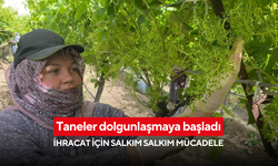 Salkımların uzunluğu 25 santimetreye ulaştı