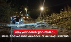 İşte olay yerinden ilk görüntüler…   Salihli’de çınar ağacı yola devrildi, yol ulaşıma kapandı