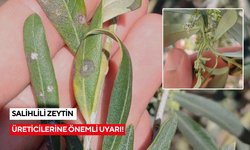 Salihli’de üreticilere ‘Zeytin Dal Kanseri ve Zeytin Halkalı Leke’ uyarısı