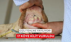 Gizli tehlike yayılıyor! Bir ilimizde şap paniği, 17 köye kilit vuruldu