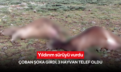 Yıldırım sürüyü vurdu: Çoban şoka girdi, 3 Hayvan telef oldu