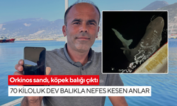 Orkinos sandı, köpek balığı çıktı: 70 kiloluk dev balıkla nefes kesen anlar
