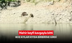 Nehir keyfi kavgayla bitti: Boz ayılar kıyıda birbirine girdi