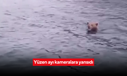 Yüzen ayı kameralara yansıdı