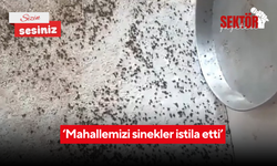 ‘Mahallemizi sinekler istila etti’