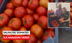Salihli’de yerli domateste ilk hasat sevinci