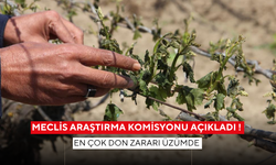 Meclis Araştırma Komisyonu açıkladı ! En çok don zararı üzümde