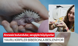 Annesiz bulundular, sevgiyle büyüyorlar: Yavru kirpiler biberonla besleniyor