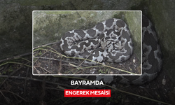 Bayramda engerek mesaisi