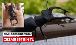 Parmak büyüklüğünde geyik böceği görüldü: Cezası 557 bin TL