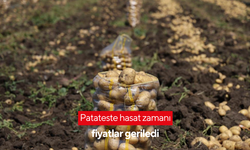 Patateste hasat zamanı: Fiyatlar geriledi