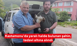 Kastamonu’da yaralı halde bulunan şahin, tedavi altına alındı