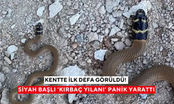 Kentte ilk defa görüldü! Siyah başlı 'Kırbaç yılanı' panik yarattı