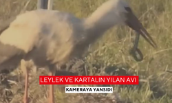 Leylek ve kartalın yılan avı kameraya yansıdı