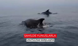 Sahilde yunuslarla unutulmaz karşılaşma