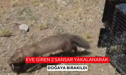 Eve giren 2 sansar yakalanarak doğaya bırakıldı