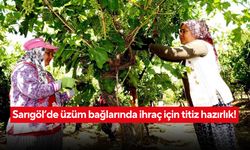 Sarıgöl’de üzüm bağlarında ihraç için titiz hazırlık!