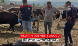 Yıldırım düşmesi sonucu çok sayıda hayvan telef oldu