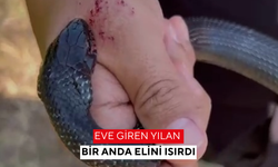 Eve giren yılan bir anda elini ısırdı