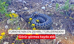 Türkiye'nin en zehirli türlerinden! Bu yılan bir ısırıkla öldürüyor