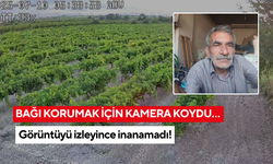 Bağı korumak için kamera taktırdı… Sabah manzarayı görünce şok oldu: 'Emeğimiz boşa gidiyor'